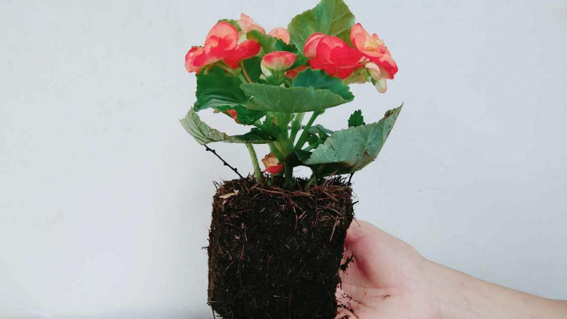 海棠盆栽的养殖方法