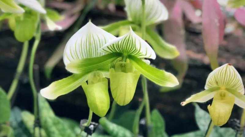 怎样识别珍稀野生兰花