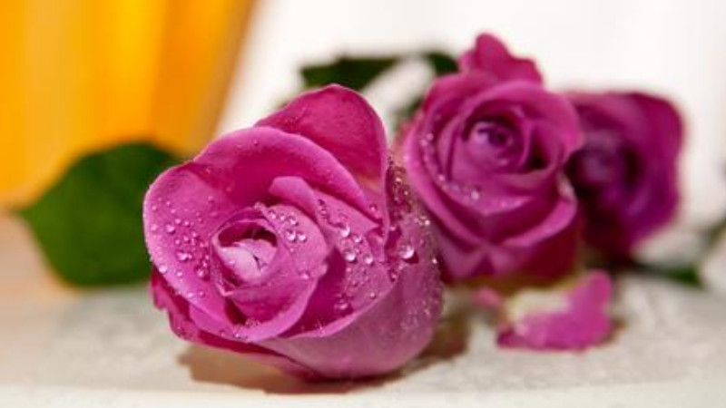 紫玫瑰代表什么意思