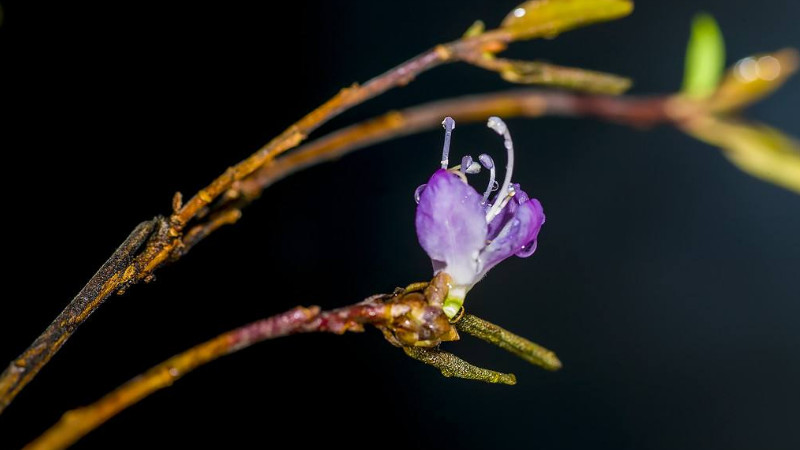 干杜鹃花树枝能养多久