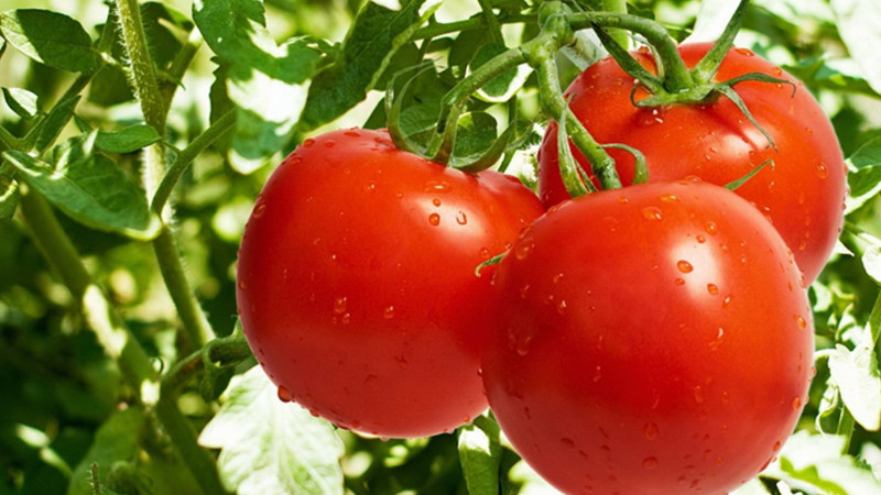 小西红柿是转基因的吗