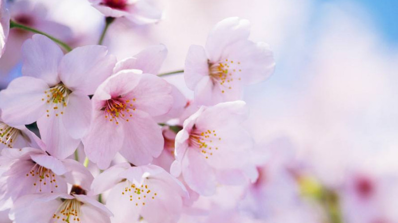 樱花的花语是什么