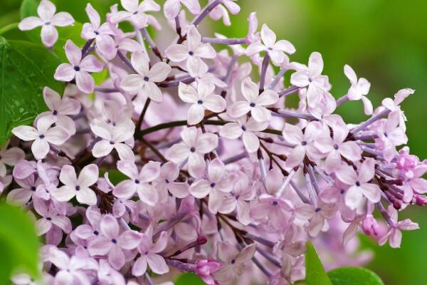 为什么丁香花叫狗牙花