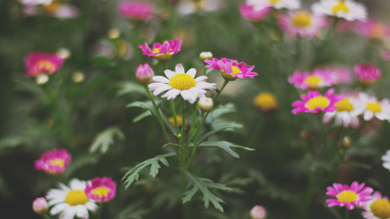 小菊花怎么养