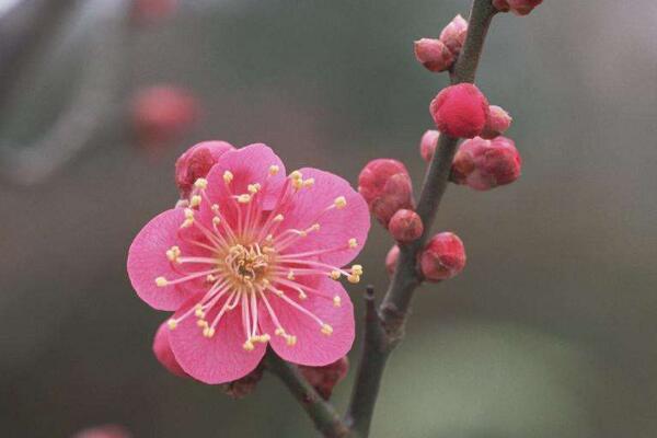 梅花干枯后怎么救活