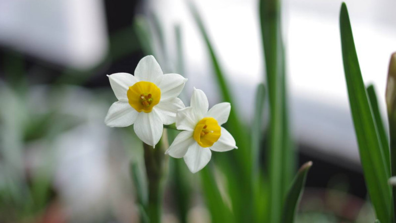 水仙花什么时候开花