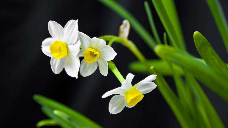 水仙花水培怎么养殖