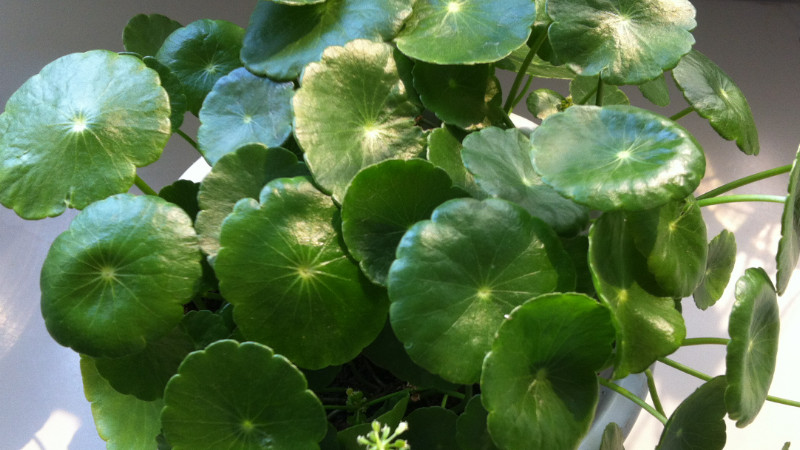 适合室内养的水生植物