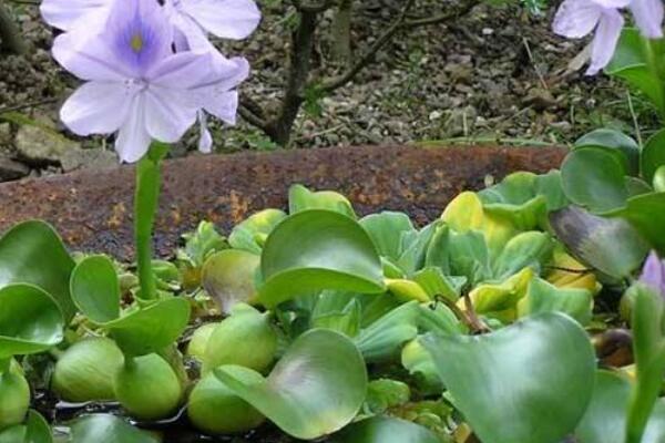 水葫芦在室内养有毒吗