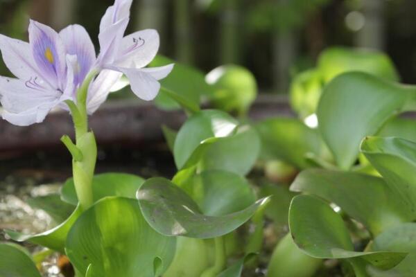 水葫芦在室内养有毒吗