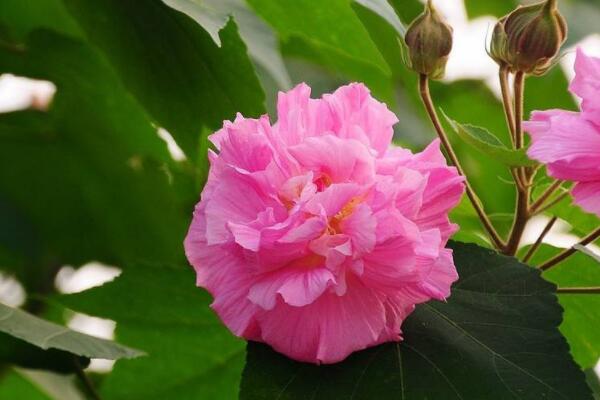 芙蓉花叶怎样生根