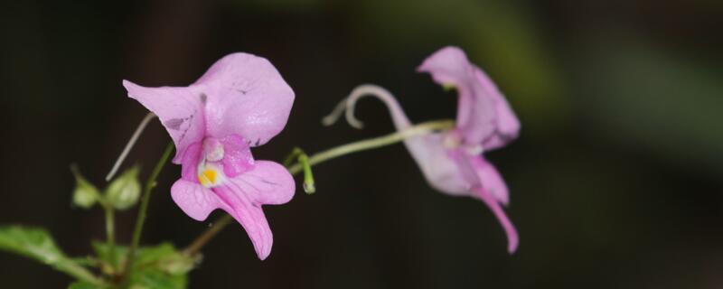 水梅花和凤仙花的区别