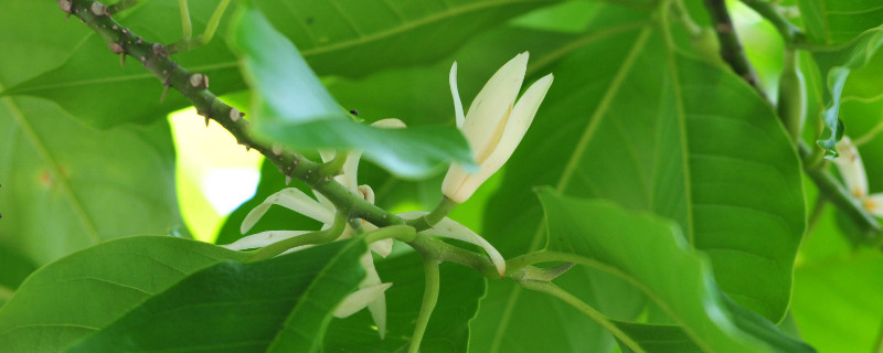 白兰花叶子边缘焦黑