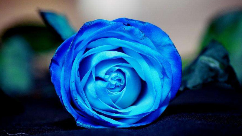 蓝玫瑰的花语是什么