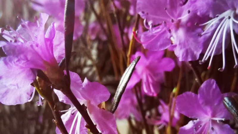 干枝杜鹃花怎么养