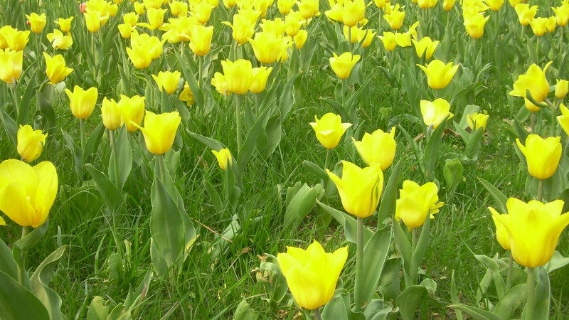 黄色郁金香的花语