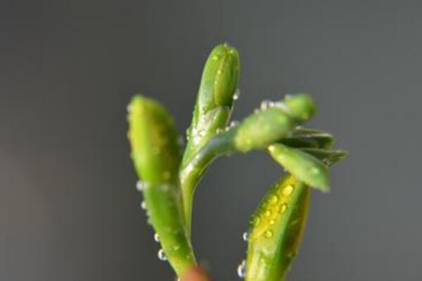 香兰与兰花的区别