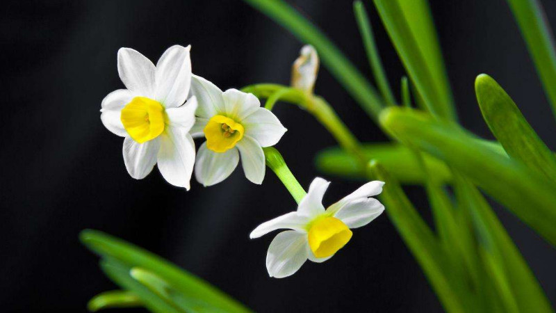 水仙花黄叶怎么处理