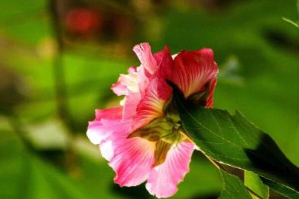 三醉芙蓉花养殖方法