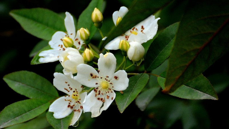 七里香花和海桐花区别