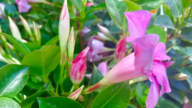 盆栽飘香藤怎么搭花架