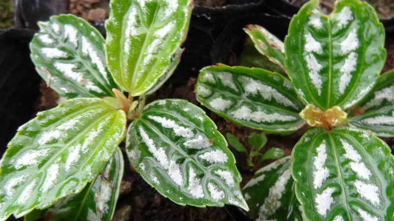 冰水花和冷水花的区别