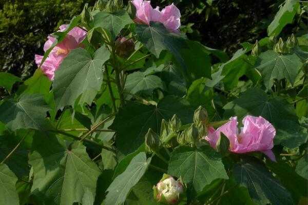 水培芙蓉花的养殖方法