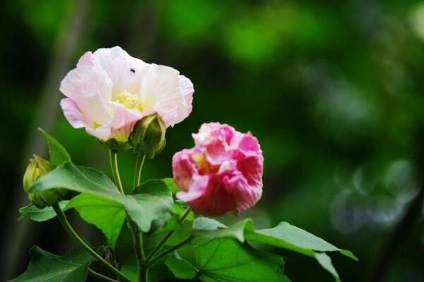 芙蓉花怎样栽培和繁殖