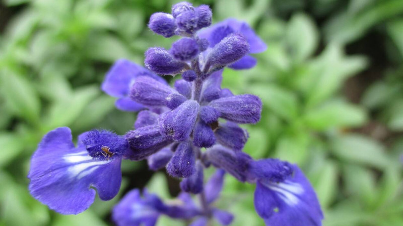 蓝花鼠尾草播种时间