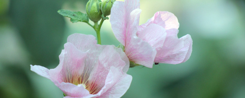 芙蓉花什么时候打顶