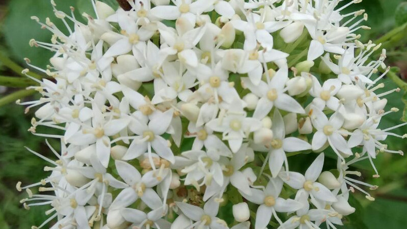 红瑞木开花吗