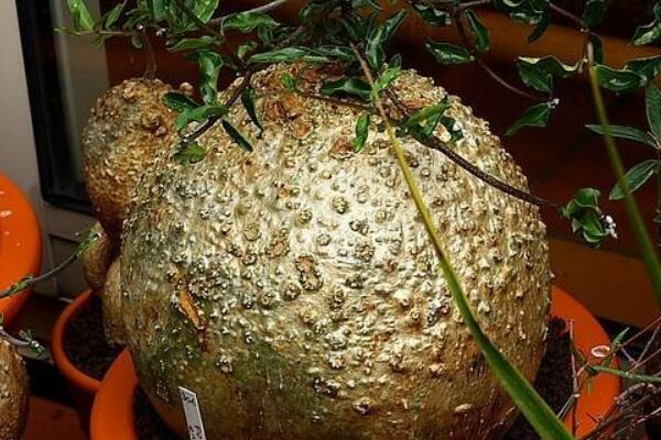 火星人植物养殖方法 发财农业网