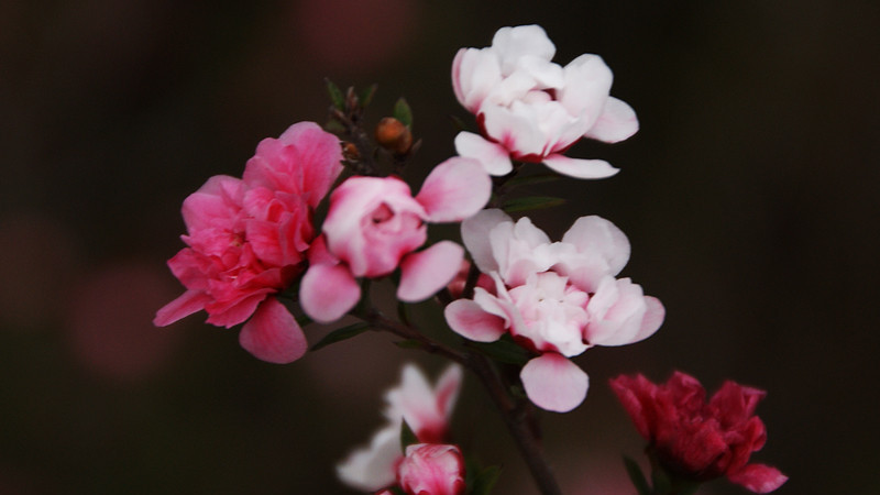 松红梅一年开几次花