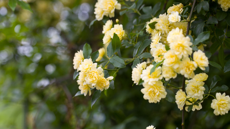 木香花花语