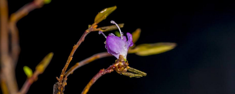 干杜鹃花树枝能养多久