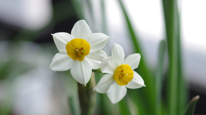 水仙花种植步骤