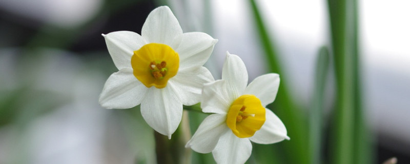 水仙花种植步骤