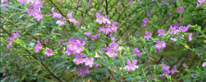 细叶雪茄花叶子干枯