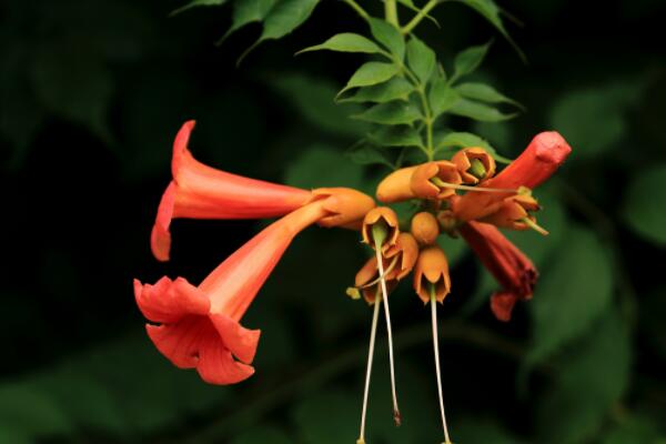 凌霄花移栽后多久发芽