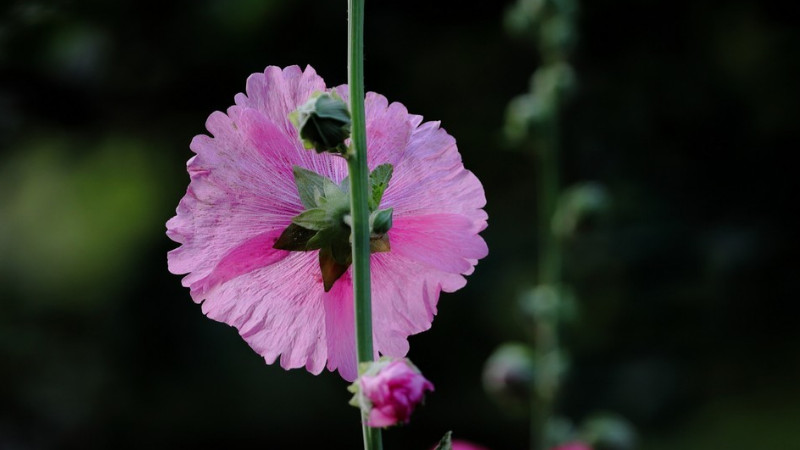 蜀葵怎样发芽