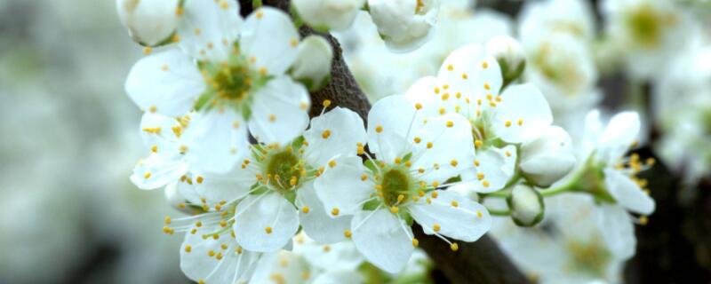 盆栽十里香花怎么养