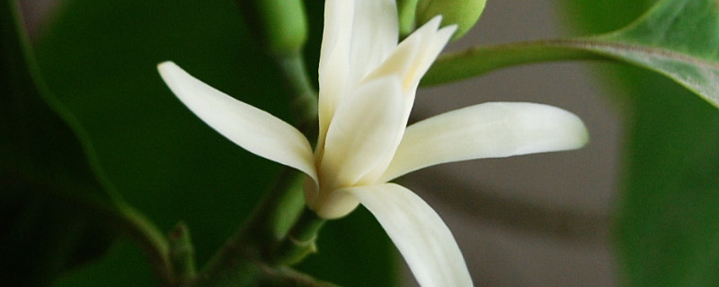 白兰花不开花是什么原因