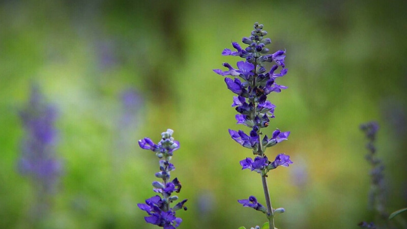 蓝花鼠尾草花语