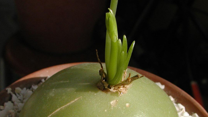 大苍角殿养殖方法