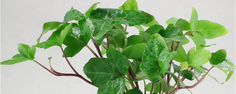 常青藤换盆注意事项