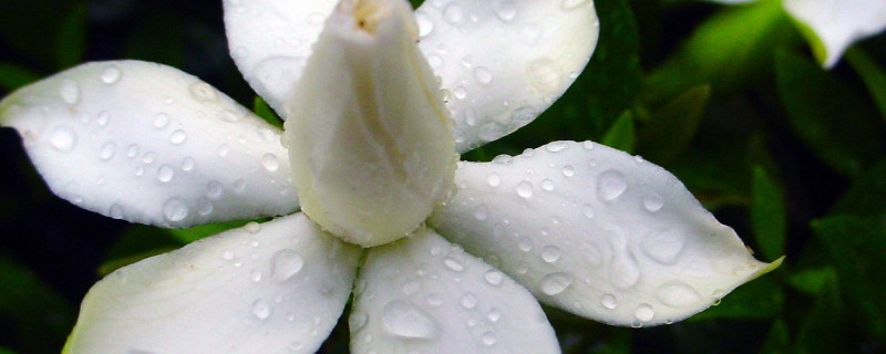 栀子花水培生根后移植