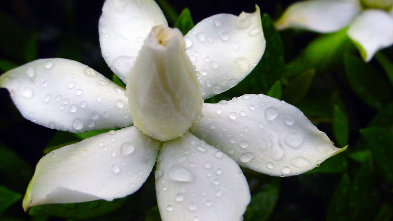 栀子花水培生根后移植