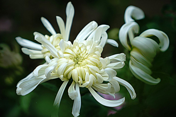 菊花怎么换盆