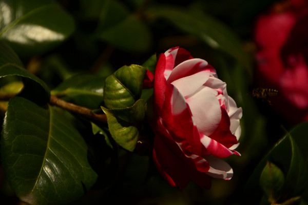 五色赤丹茶花怎么栽培