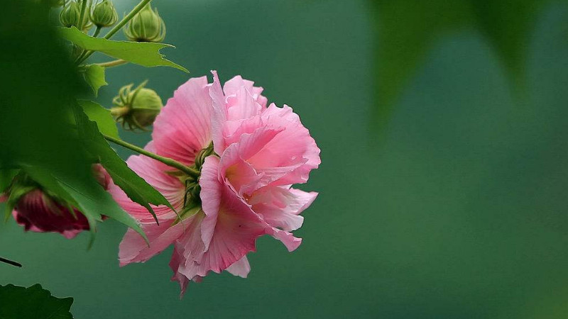 芙蓉花叶子怎么栽培